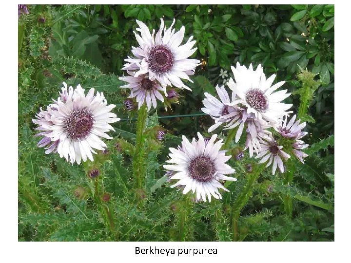 Berkheya purpurea 