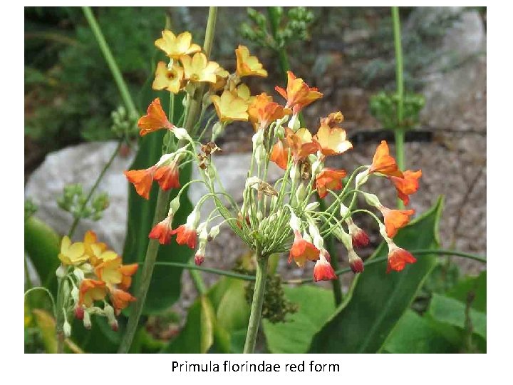 Primula florindae red form 