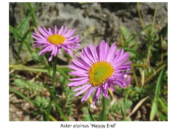 Aster alpinus ‘Happy End’ 