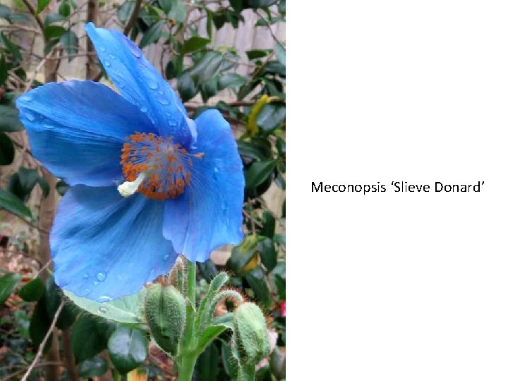 Meconopsis ‘Slieve Donard’ 