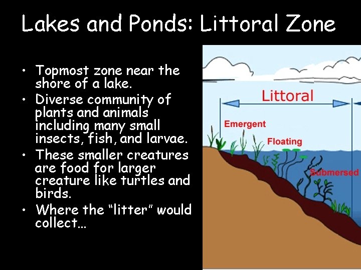 Lakes and Ponds: Littoral Zone • Topmost zone near the shore of a lake.