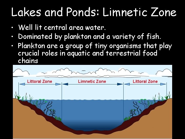 Lakes and Ponds: Limnetic Zone • Well lit central area water. • Dominated by