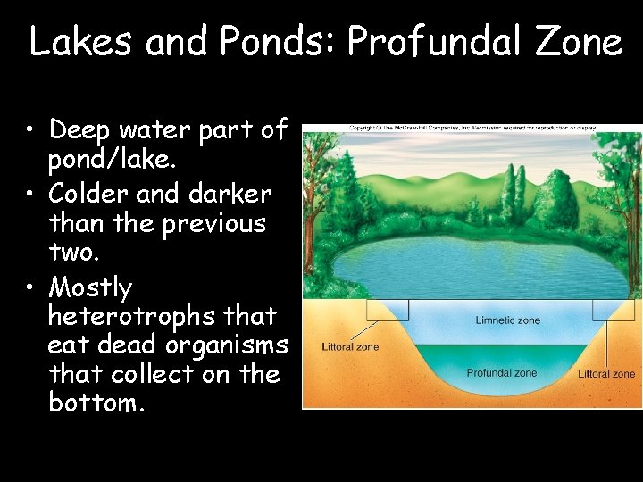 Lakes and Ponds: Profundal Zone • Deep water part of pond/lake. • Colder and