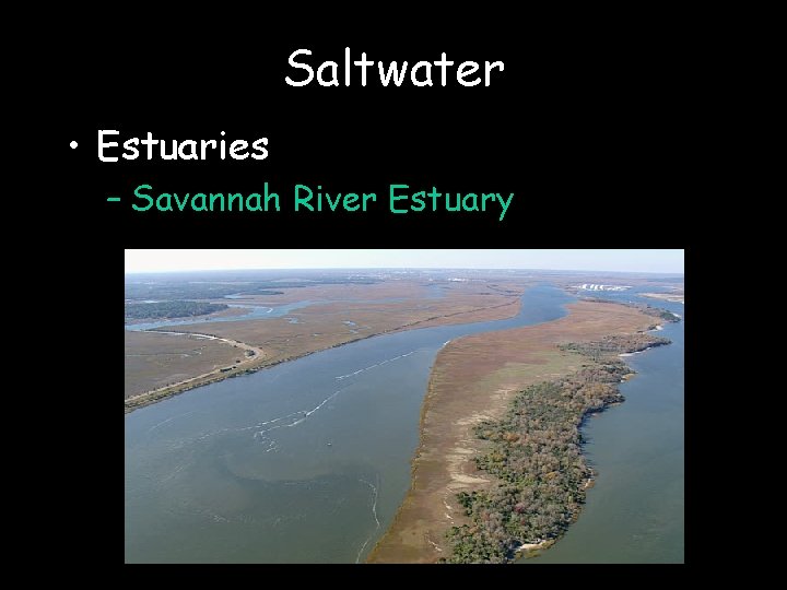 Saltwater • Estuaries – Savannah River Estuary 