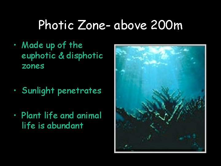 Photic Zone- above 200 m • Made up of the euphotic & disphotic zones