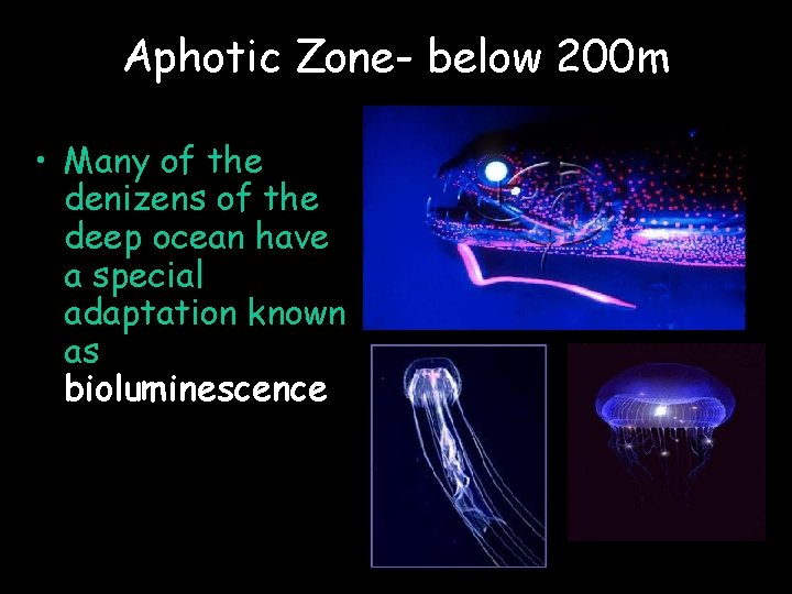 Aphotic Zone- below 200 m • Many of the denizens of the deep ocean