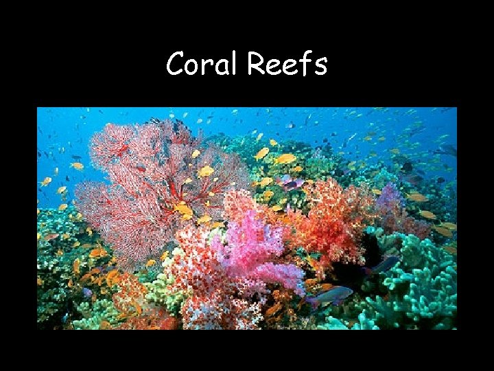 Coral Reefs 