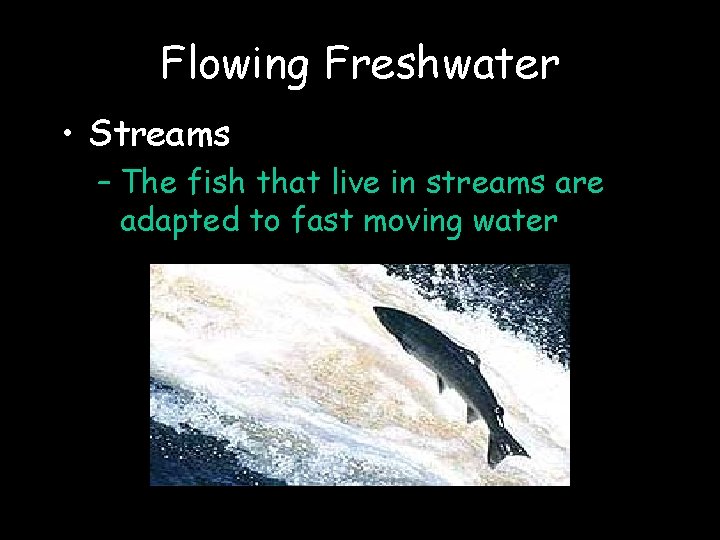 Flowing Freshwater • Streams – The fish that live in streams are adapted to