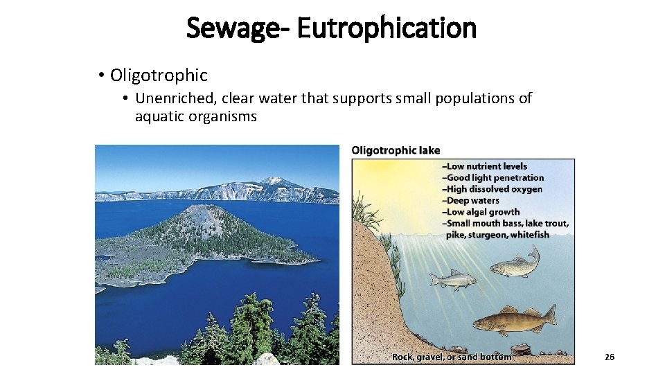 Sewage- Eutrophication • Oligotrophic • Unenriched, clear water that supports small populations of aquatic