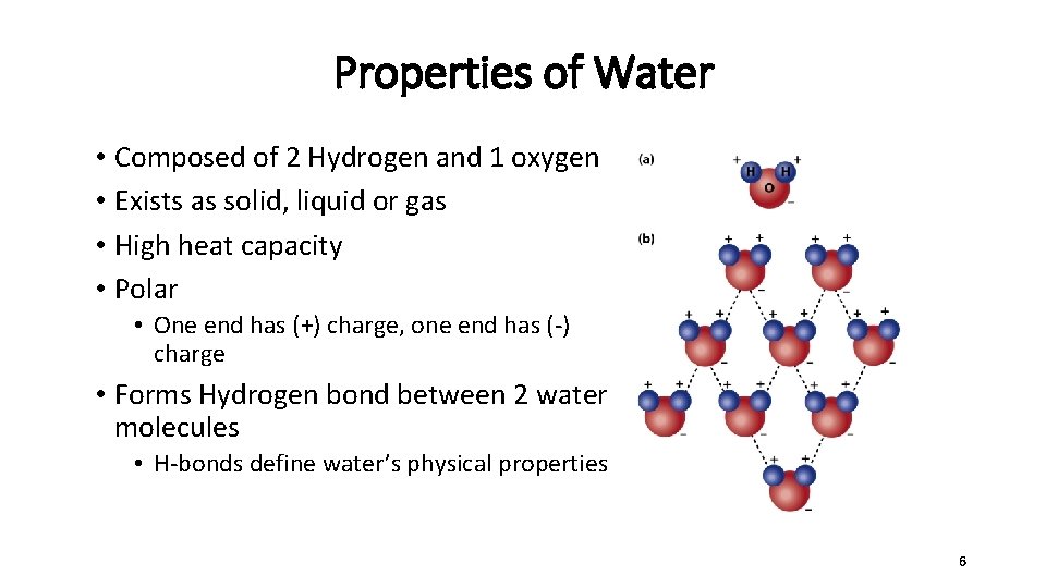 Properties of Water • Composed of 2 Hydrogen and 1 oxygen • Exists as