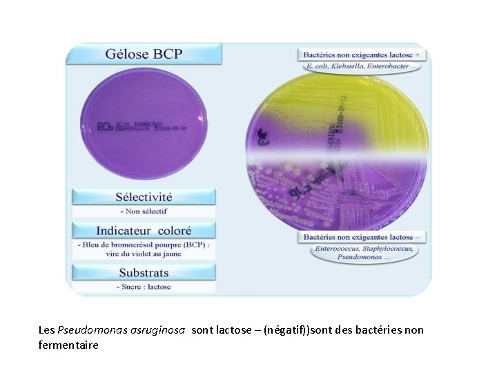 Les Pseudomonas asruginosa sont lactose – (négatif))sont des bactéries non fermentaire 