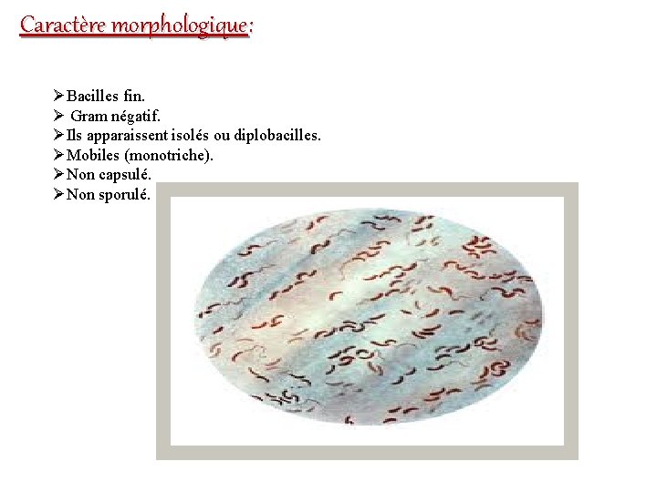 Caractère morphologique: ØBacilles fin. Ø Gram négatif. ØIls apparaissent isolés ou diplobacilles. ØMobiles (monotriche).