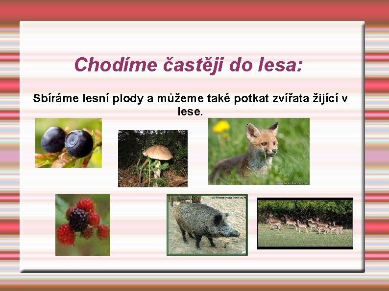 Chodíme častěji do lesa: Sbíráme lesní plody a můžeme také potkat zvířata žijící v