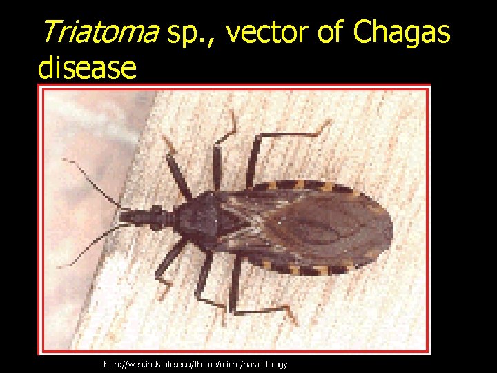 Triatoma sp. , vector of Chagas disease http: //web. indstate. edu/thcme/micro/parasitology 