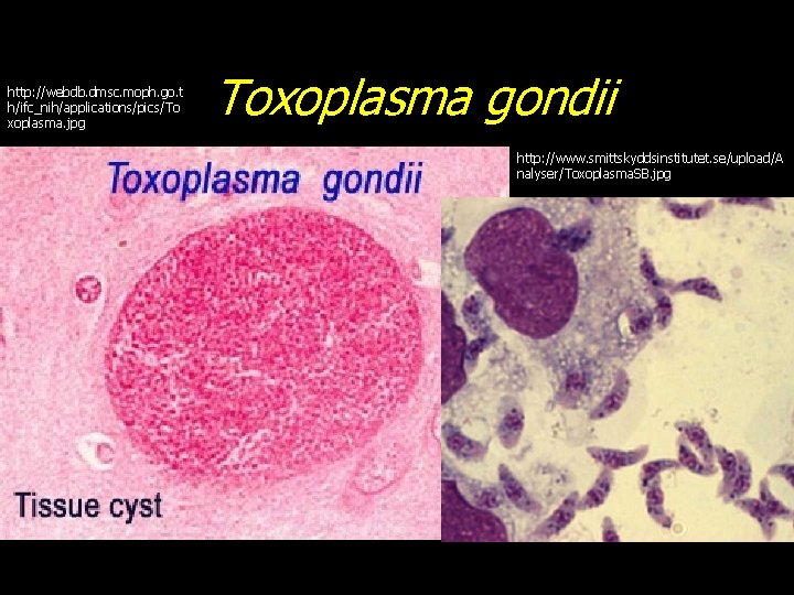 http: //webdb. dmsc. moph. go. t h/ifc_nih/applications/pics/To xoplasma. jpg Toxoplasma gondii http: //www. smittskyddsinstitutet.