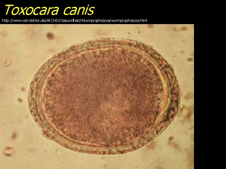 Toxocara canis http: //www. vet-doktor. de/ARCHIV/Gesundheit/Wurmprophylaxe/wurmprophylaxe. html 