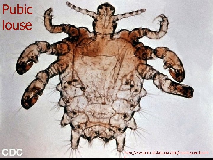 Pubic louse http: //www. ento. okstate. edu/ddd/insects/pubiclice. ht m 