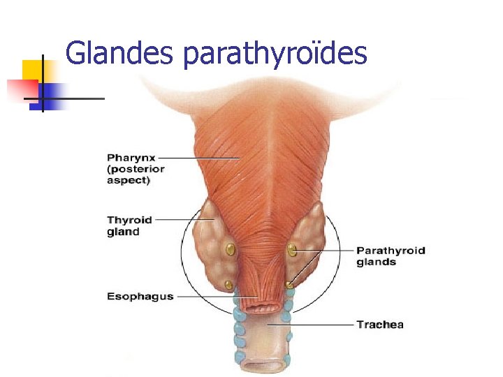 Glandes parathyroïdes 