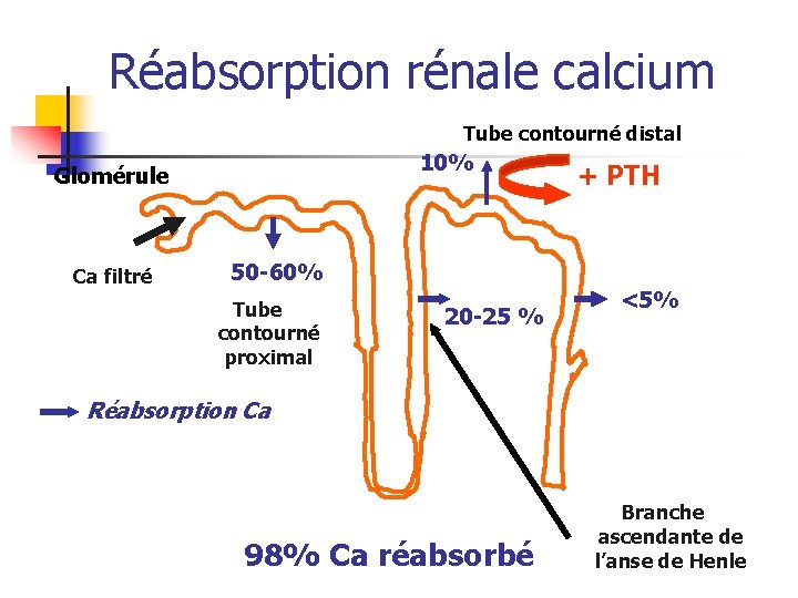 Réabsorption rénale calcium Tube contourné distal 10% Glomérule Ca filtré + PTH 50 -60%