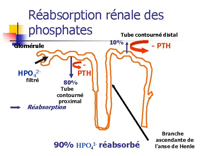 Réabsorption rénale des phosphates Tube contourné distal 10% Glomérule PTH HPO 42 filtré -