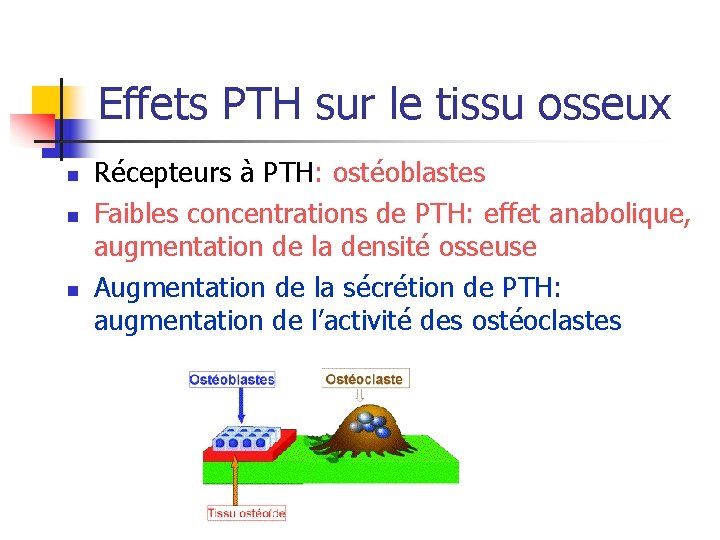 Effets PTH sur le tissu osseux n n n Récepteurs à PTH: ostéoblastes Faibles