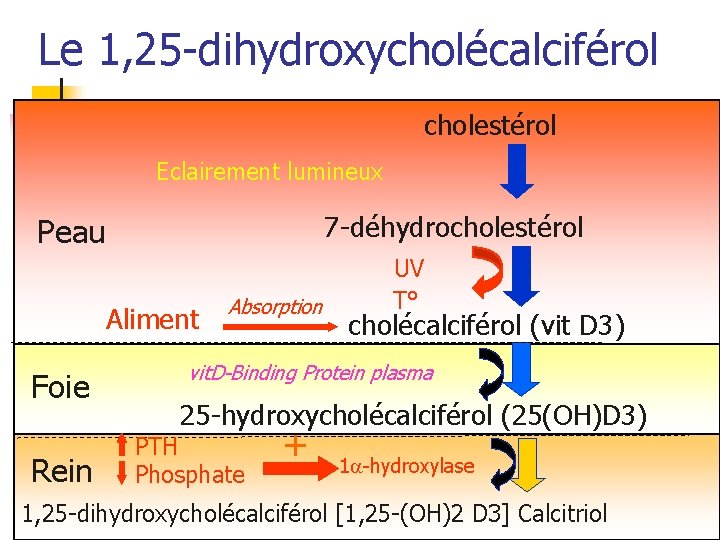 Le 1, 25 -dihydroxycholécalciférol cholestérol Eclairement lumineux 7 -déhydrocholestérol Peau Aliment Foie Rein Absorption