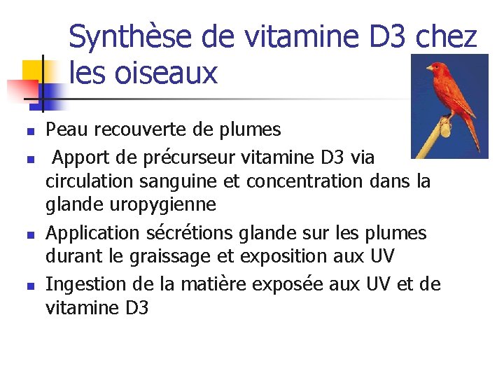 Synthèse de vitamine D 3 chez les oiseaux n n Peau recouverte de plumes