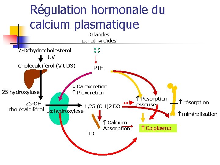 Régulation hormonale du calcium plasmatique Glandes parathyroïdes 7 -Déhydrocholestérol UV Cholécalciférol (Vit D 3)
