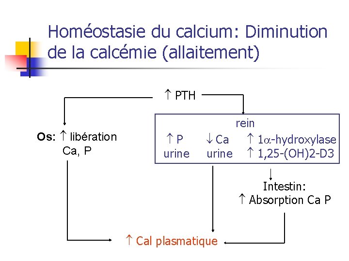 Homéostasie du calcium: Diminution de la calcémie (allaitement) PTH Os: libération Ca, P P