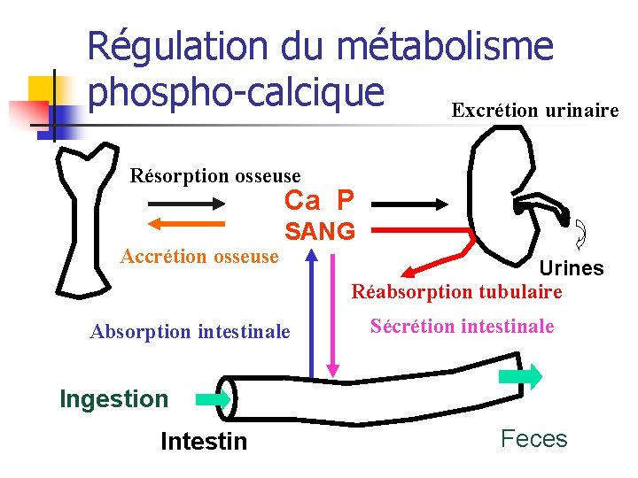 Régulation du métabolisme phospho-calcique Excrétion urinaire Résorption osseuse Ca P Accrétion osseuse SANG Absorption