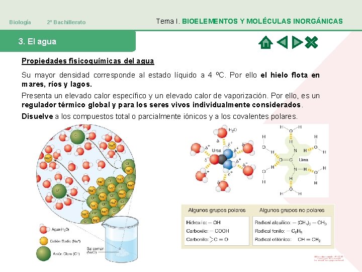 Biología 2º Bachillerato Tema I. BIOELEMENTOS Y MOLÉCULAS INORGÁNICAS 3. El agua Propiedades fisicoquímicas
