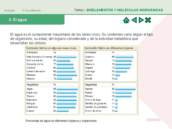 Biología 2º Bachillerato Tema I. BIOELEMENTOS Y MOLÉCULAS INORGÁNICAS 3. El agua es el