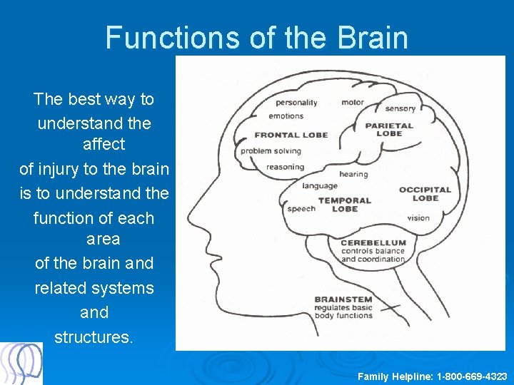 Functions of the Brain The best way to understand the affect of injury to