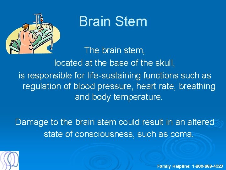 Brain Stem The brain stem, located at the base of the skull, is responsible