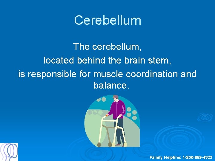 Cerebellum The cerebellum, located behind the brain stem, is responsible for muscle coordination and