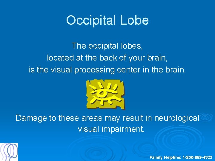 Occipital Lobe The occipital lobes, located at the back of your brain, is the
