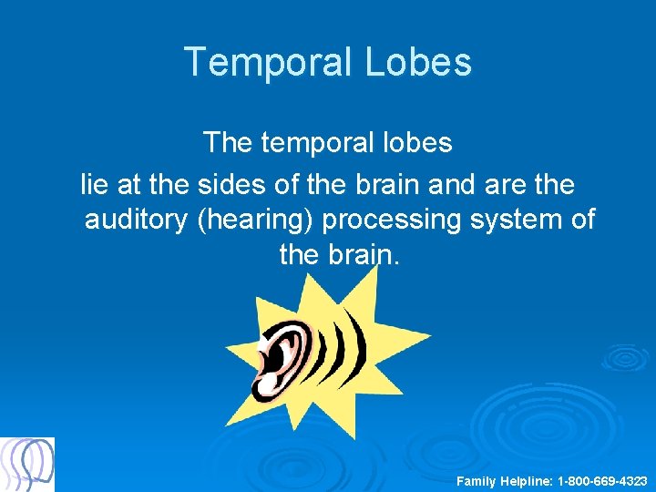 Temporal Lobes The temporal lobes lie at the sides of the brain and are