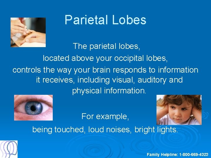 Parietal Lobes The parietal lobes, located above your occipital lobes, controls the way your