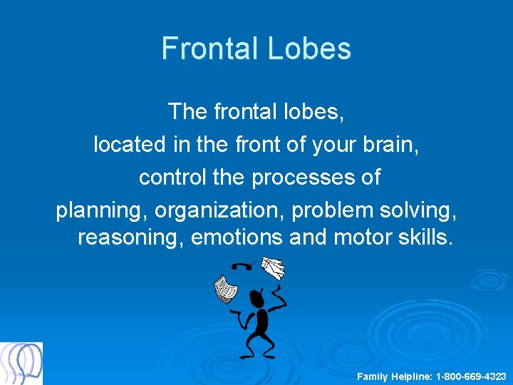 Frontal Lobes The frontal lobes, located in the front of your brain, control the