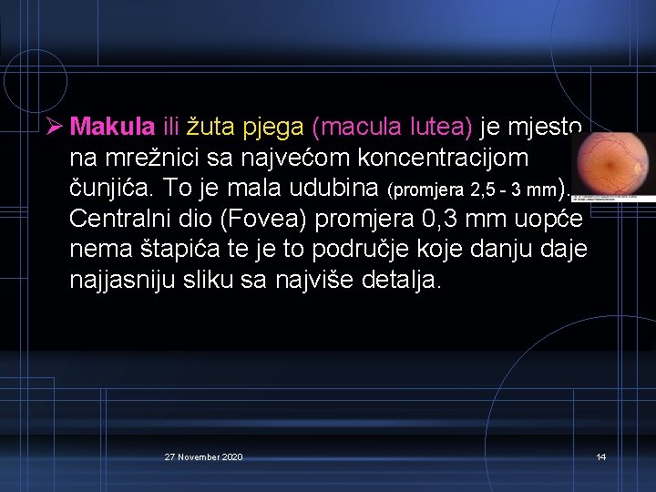 Ø Makula ili žuta pjega (macula lutea) je mjesto na mrežnici sa najvećom koncentracijom