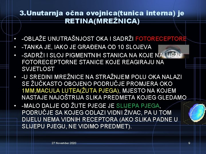 3. Unutarnja očna ovojnica(tunica interna) je RETINA(MREŽNICA) • -OBLAŽE UNUTRAŠNJOST OKA I SADRŽI FOTORECEPTORE