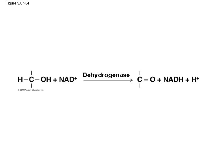 Figure 9. UN 04 Dehydrogenase 
