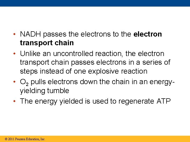  • NADH passes the electrons to the electron transport chain • Unlike an