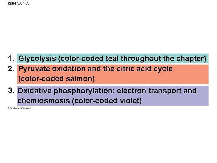 Figure 9. UN 05 1. Glycolysis (color-coded teal throughout the chapter) 2. Pyruvate oxidation