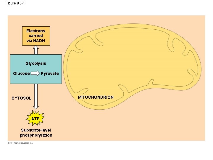 Figure 9. 6 -1 Electrons carried via NADH Glycolysis Glucose Pyruvate CYTOSOL ATP Substrate-level