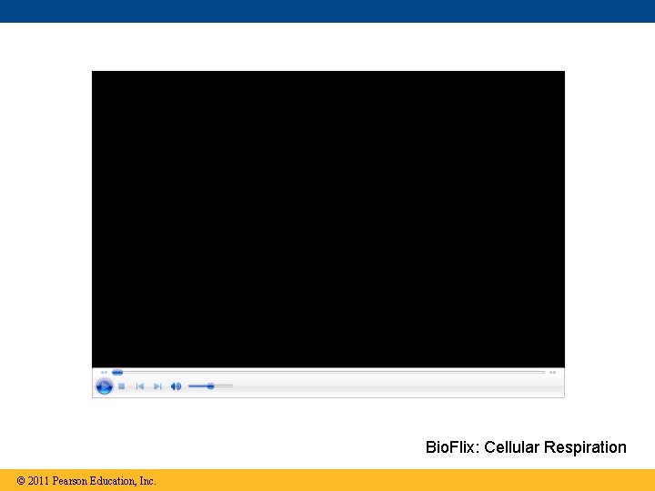 Bio. Flix: Cellular Respiration © 2011 Pearson Education, Inc. 