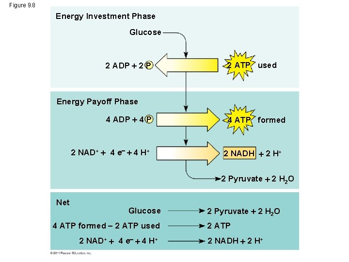 Figure 9. 8 Energy Investment Phase Glucose 2 ADP 2 P 2 ATP used