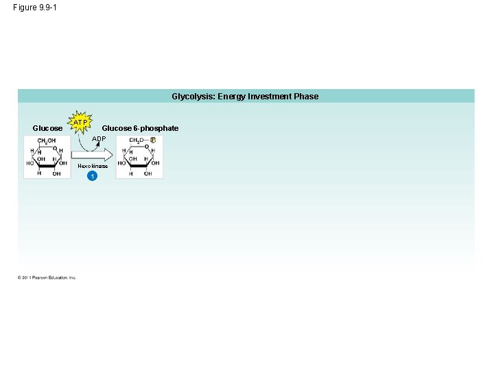 Figure 9. 9 -1 Glycolysis: Energy Investment Phase Glucose ATP Glucose 6 -phosphate ADP