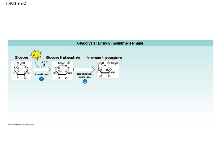 Figure 9. 9 -2 Glycolysis: Energy Investment Phase Glucose ATP Glucose 6 -phosphate Fructose