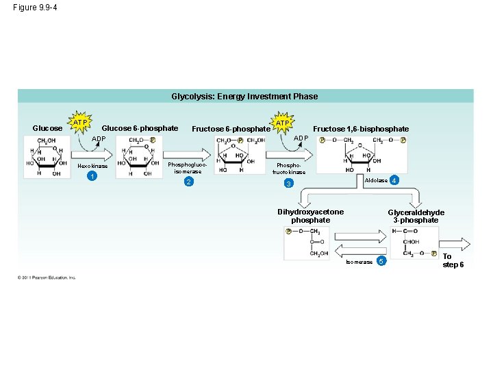 Figure 9. 9 -4 Glycolysis: Energy Investment Phase Glucose ATP Glucose 6 -phosphate Fructose